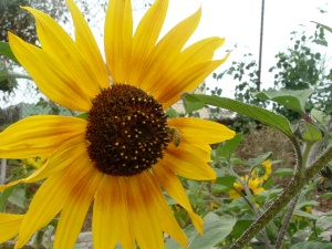 I love bees on sunflowers.